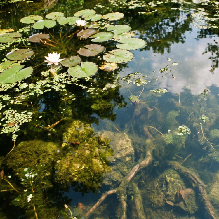 Landscaping and koi ponds in Spring Hill, FL